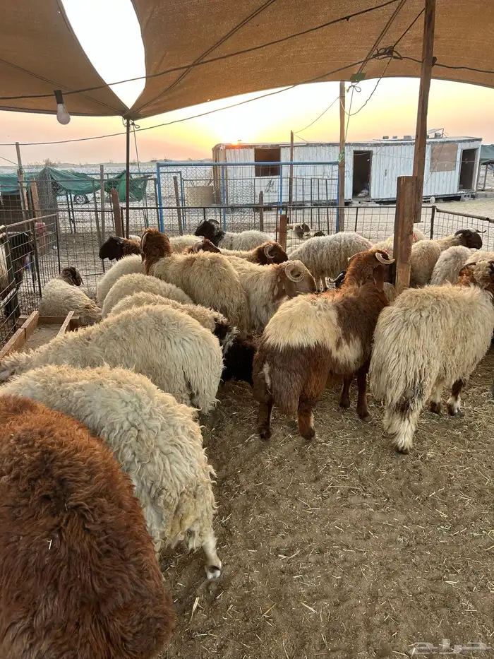 نعيم جبر وهرافي لبانيه وحريات ثلاجه كفو 4