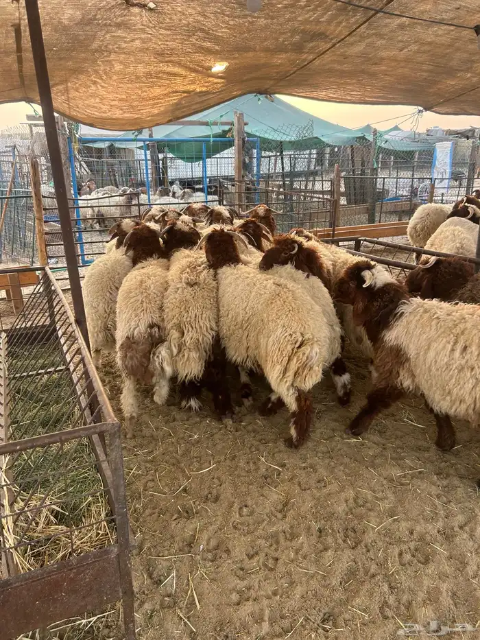 نعيم جبر وهرافي لبانيه وحريات ثلاجه كفو 17