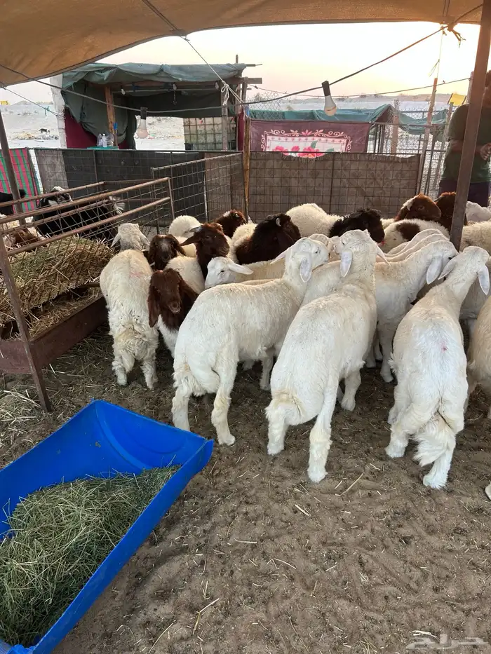 نعيم جبر وهرافي لبانيه وحريات ثلاجه كفو 10