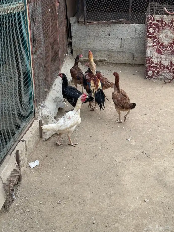 دجاج باكستاني 0