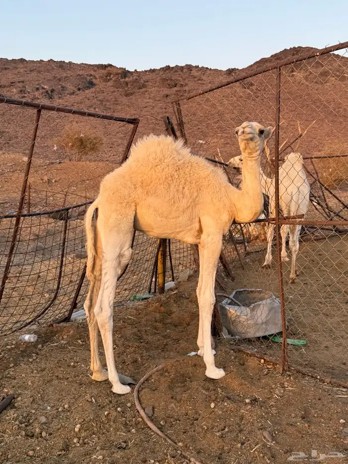 بكره لبانيه على حليب امه 2