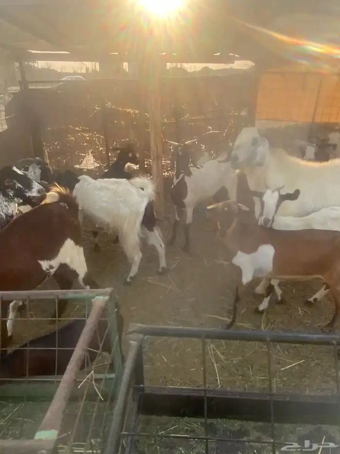 معزا جنوبيه مهجنه دفيع 8