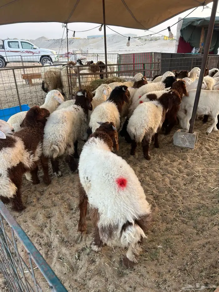 نعيم جبر وهرافي لبانيه وحريات ثلاجه كفو 13