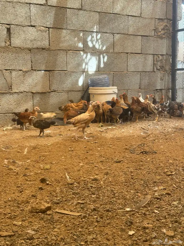 دجاج بلدي عمره من شهر وسبعين إلى شهرين وسبوع 4