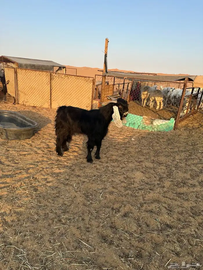 البيع تيس عرضي جذاع عل شروط 1