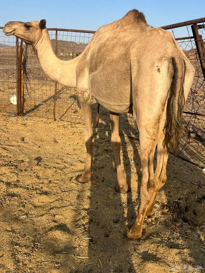 لقحه ملاقي ب 5800يبلاش 2