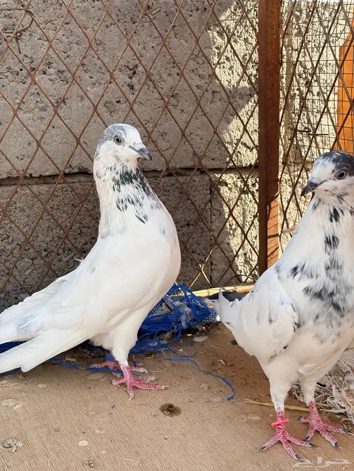 حمام باكستاني بانتيز 3