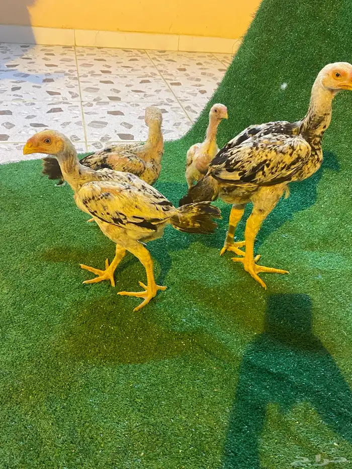 دجاج فارسي للبيع فروخ ماشاءالله 2