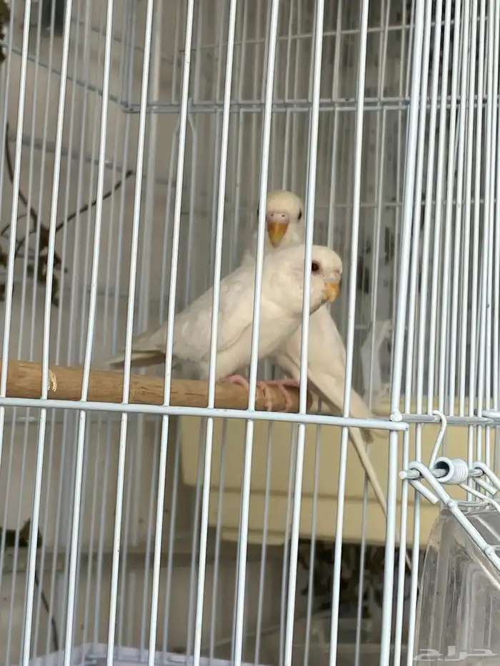 بادجي البينوا تم البيع 2