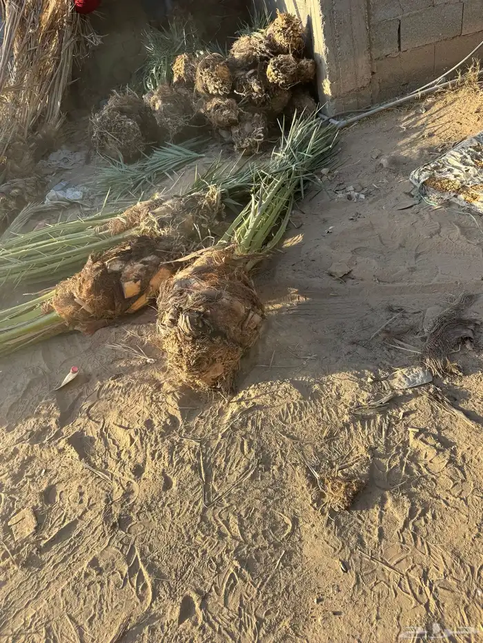 نخيل لبيع 1