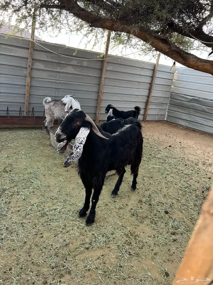 تيس عارضي للبيع 0