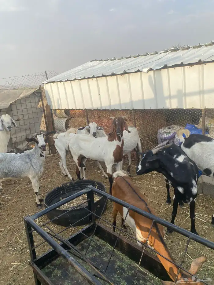 معزا جنوبيه مهجنه دفيع 16