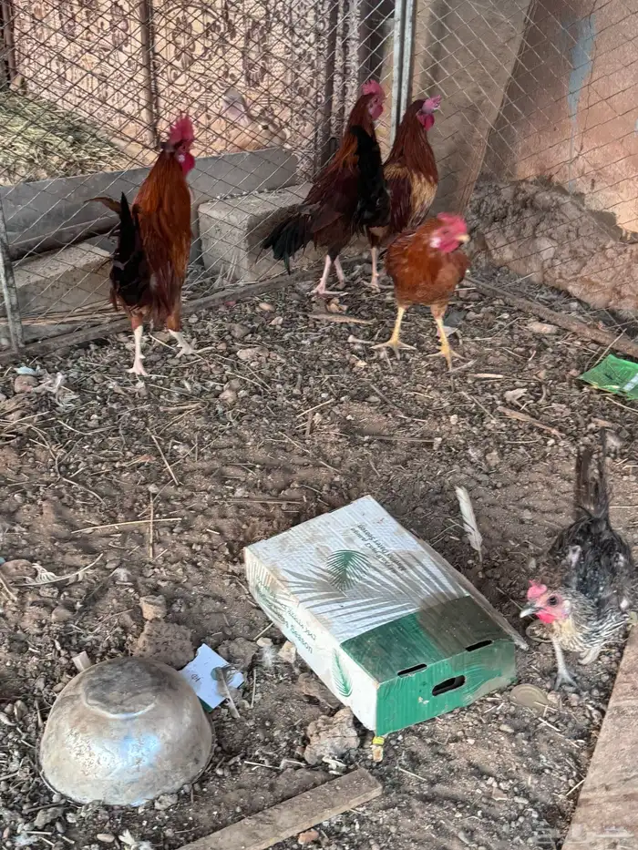 ديكه للبيع 3