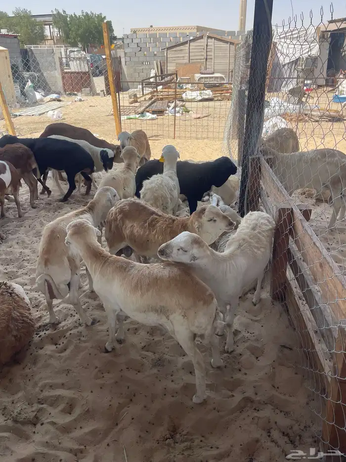 طليان رفيدي ذبايح 5