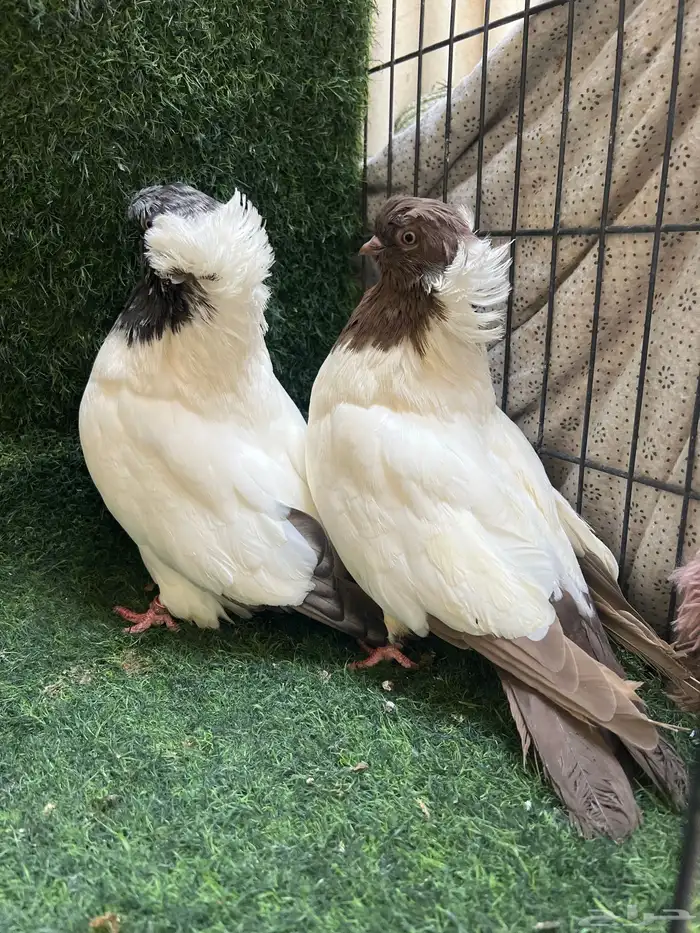 طبه دمستك الاحمر. جوز سوداني 4