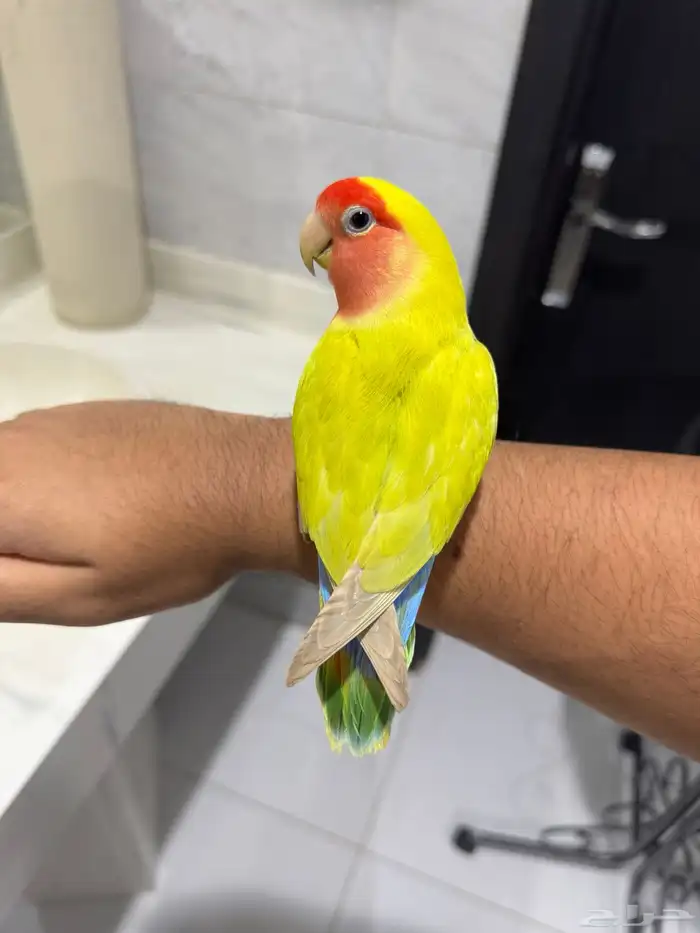 روز اليف حمامه ماعنده عض للبيع 3