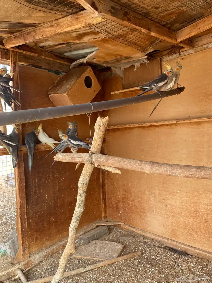 لبيع كروان 0