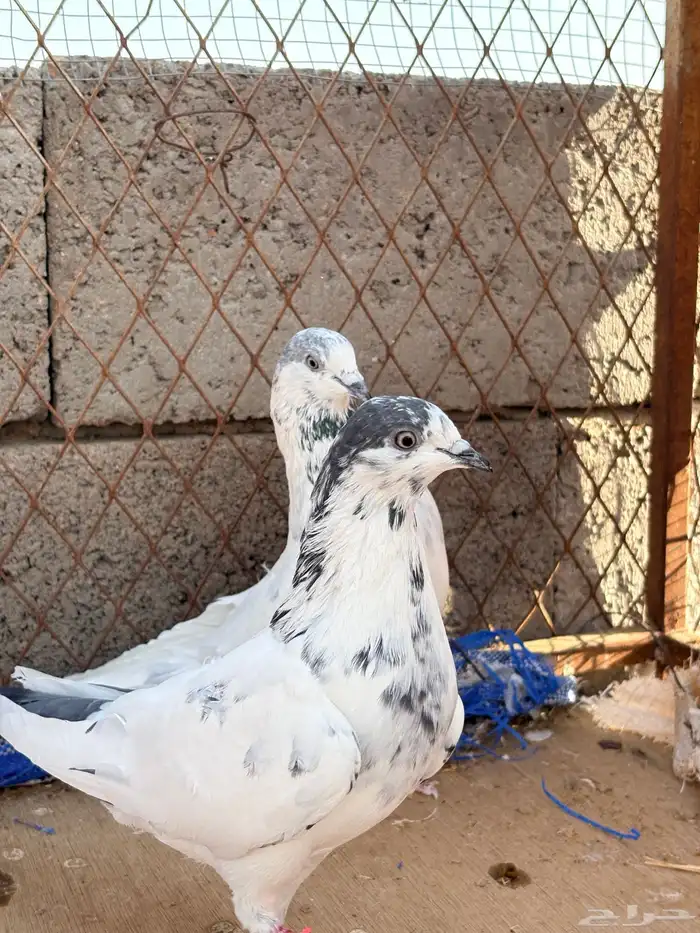 حمام باكستاني بانتيز 4