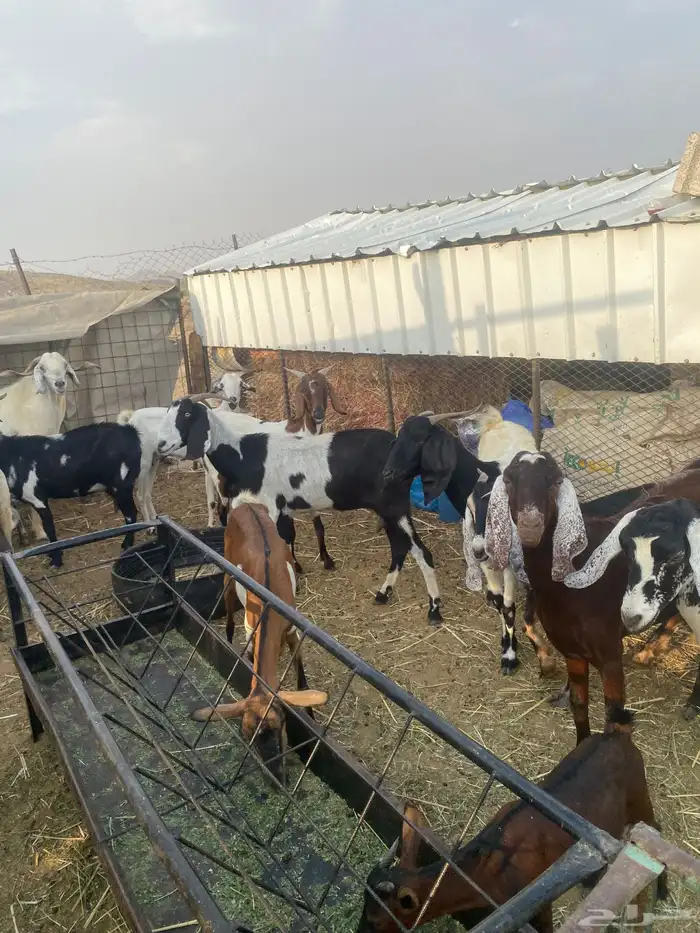 معزا جنوبيه مهجنه دفيع 14