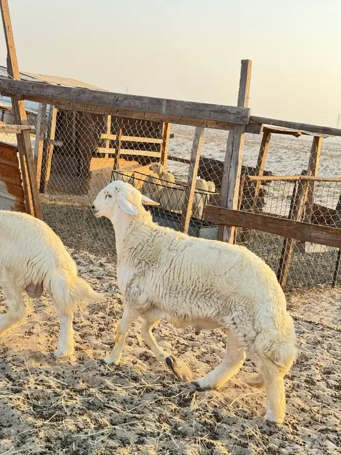 فحل حري صنف فاخر ابوه من حلال المعجل 0