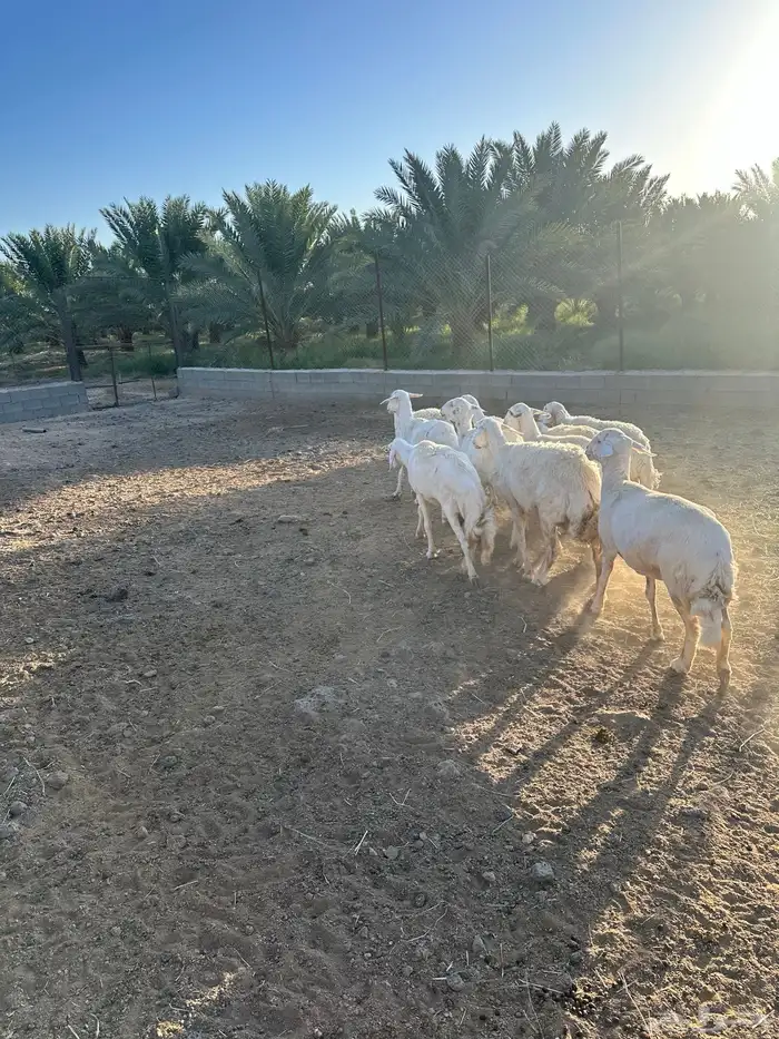 حريات مضاريع للبيع 0