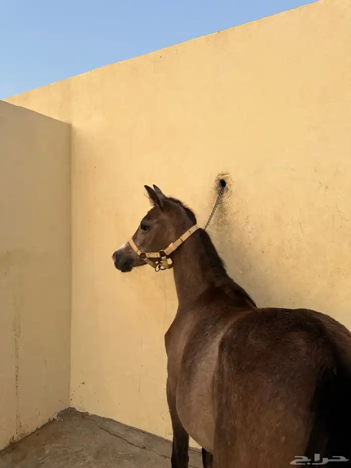 مهره 6