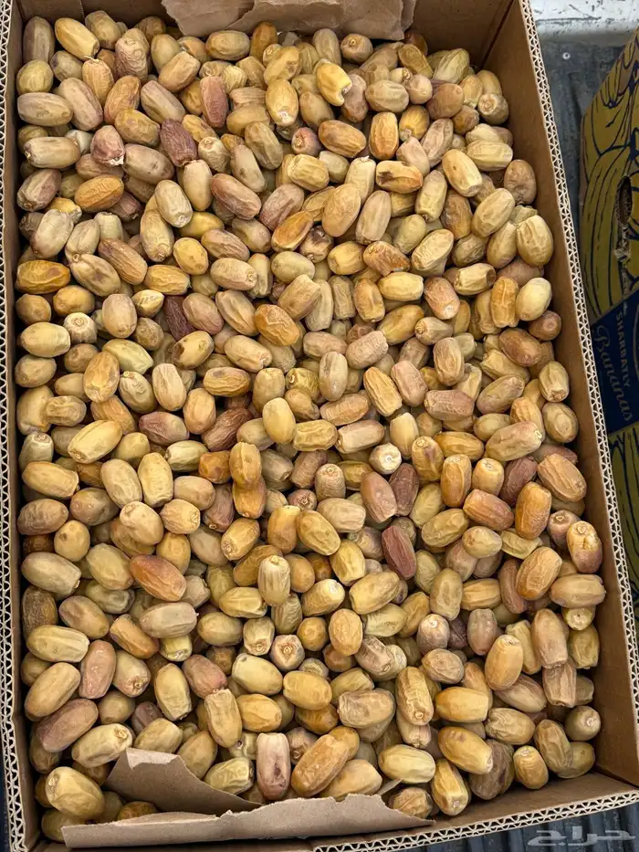 تمر صقعي 0