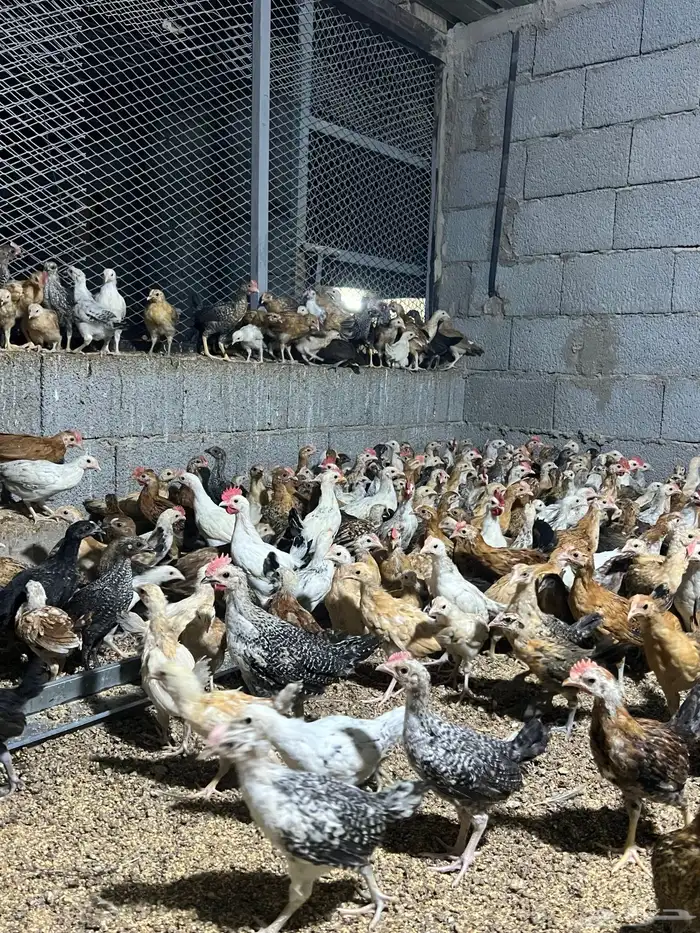 صوص بلدي نظيف ع الشرط 1