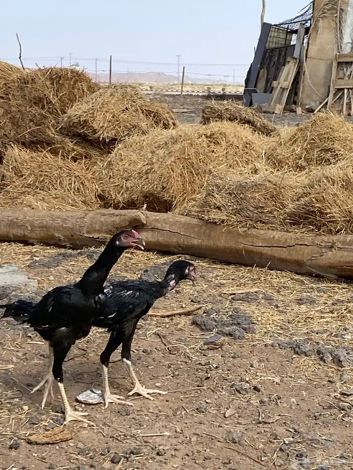 2ديكه 1 دجاجه للبيع العمر5 بس ادجاجه مهي عايشه مع اديكه 2