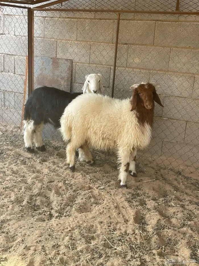 خرفان للبيع 1