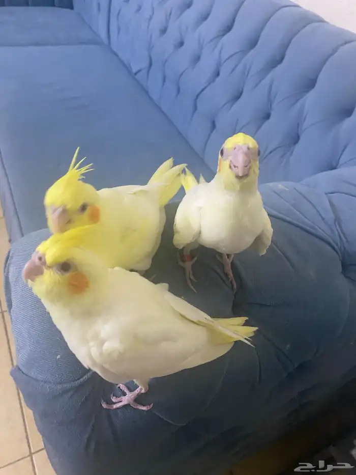 فروخ كروان 3