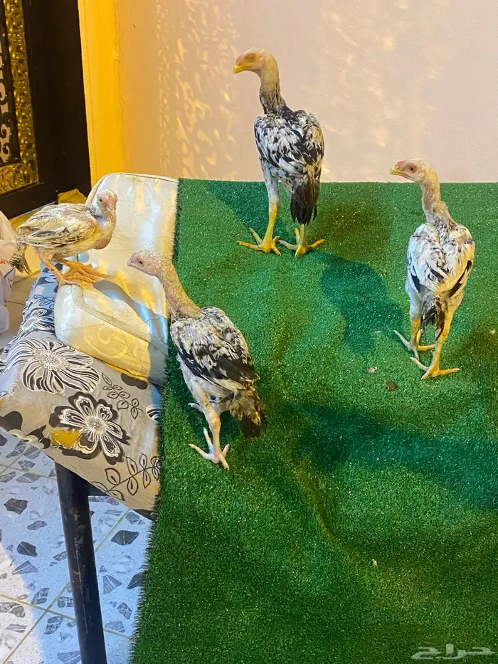 دجاج فارسي للبيع فروخ ماشاءالله 4