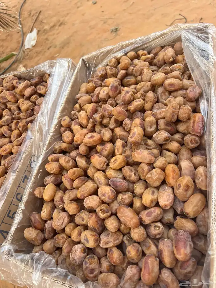 تمور اخلاص فاخر 3