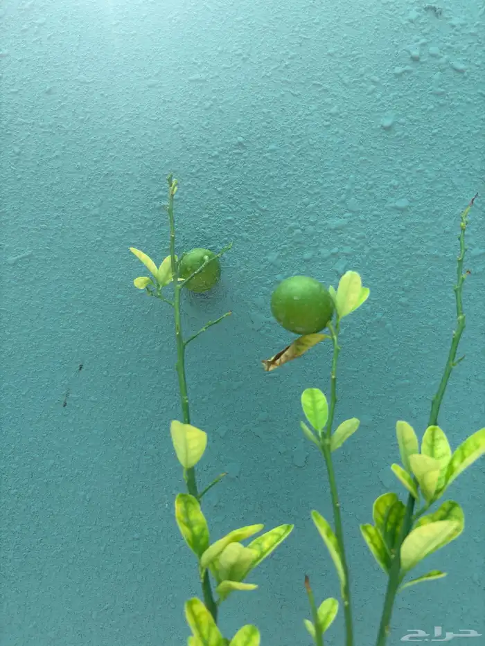 مشتل اشجار شتلات 4