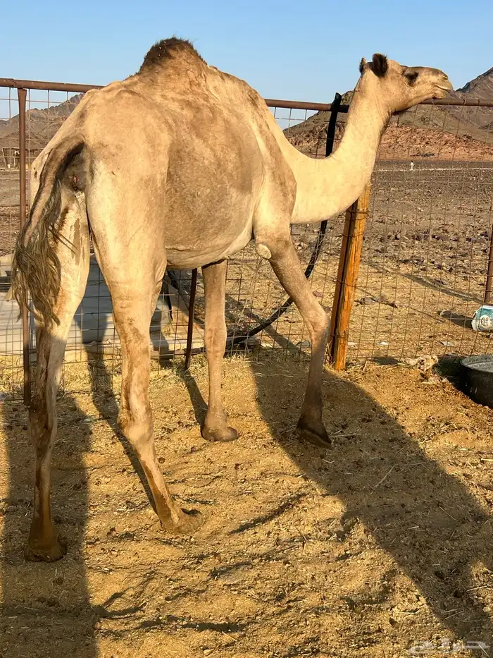 لقحه ملاقي ب 5800يبلاش 1