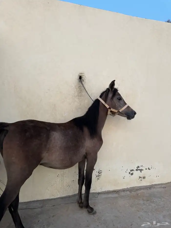 مهره 5