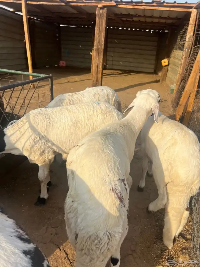 ذبايح سواكن مرابي وفل شحم وجبر 7
