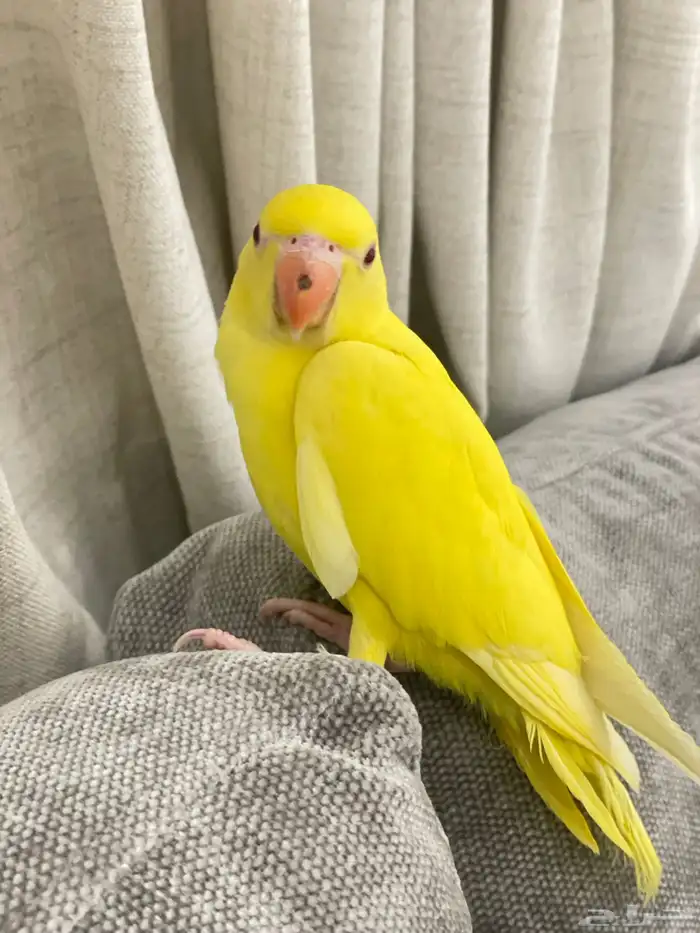 فرخ درة هولندي لاتينو ( تم البيع ) 2