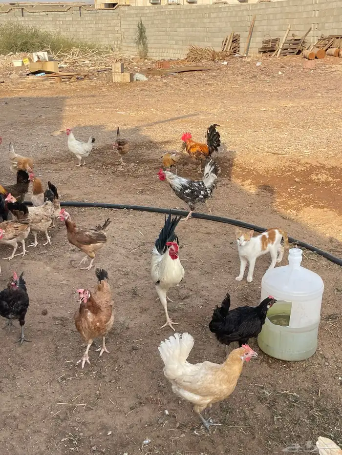 دجاج بلدي وبياض 4
