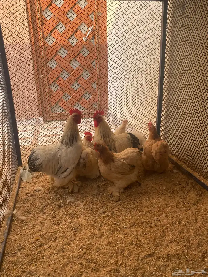 دجاج كوشن 2
