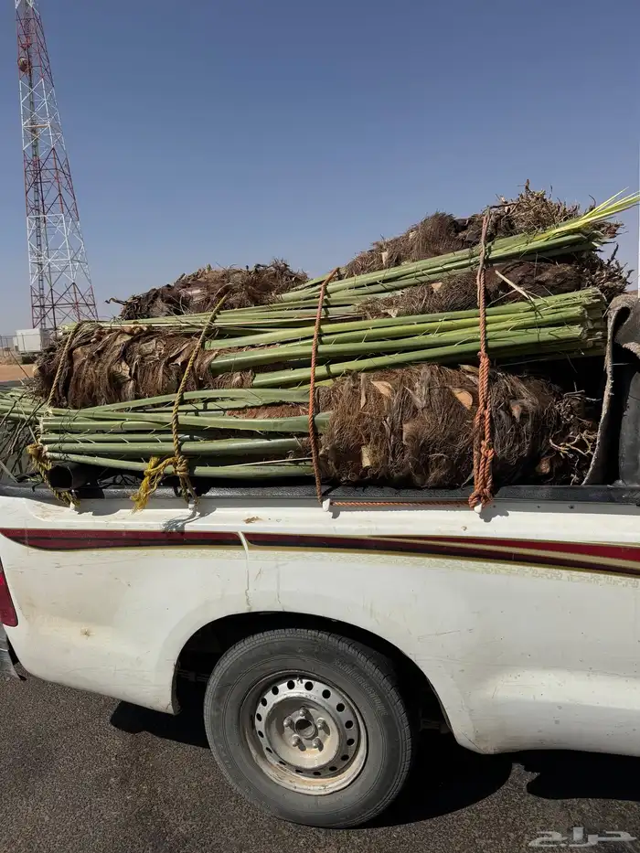نخيل لبيع 5