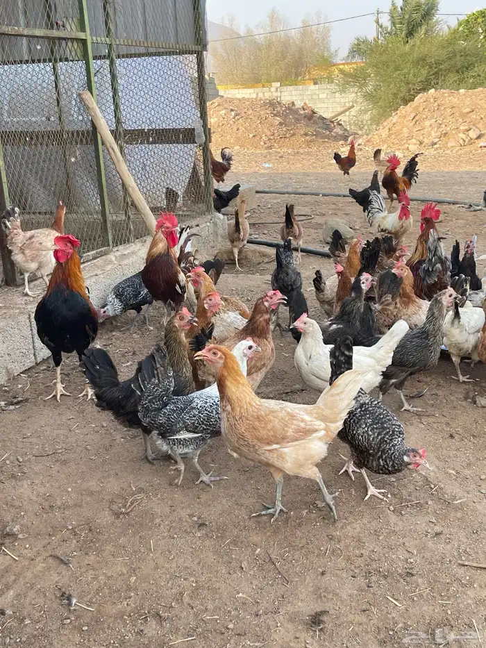 دجاج بلدي وبياض 6