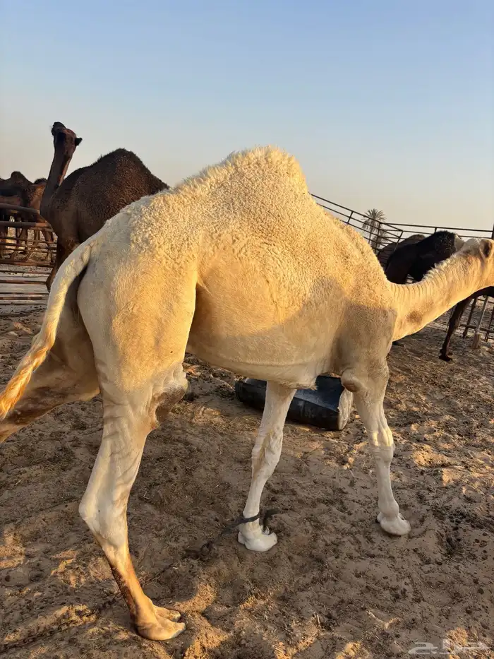 قعود للبيع 0