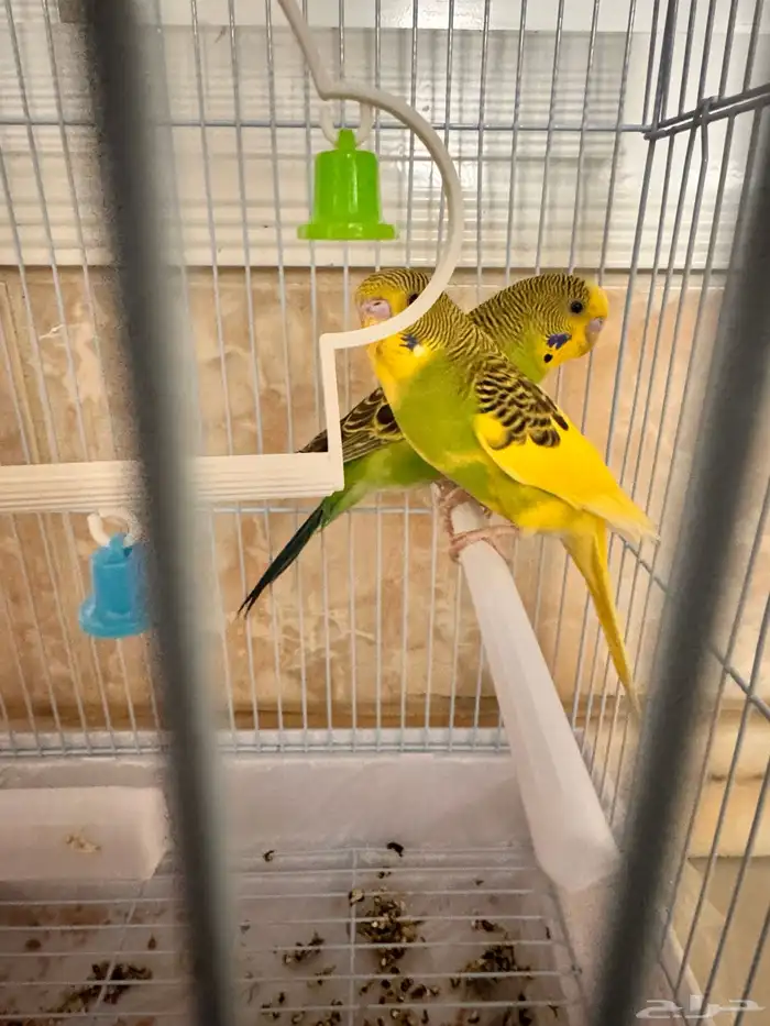 زوج بادجي أليف 1