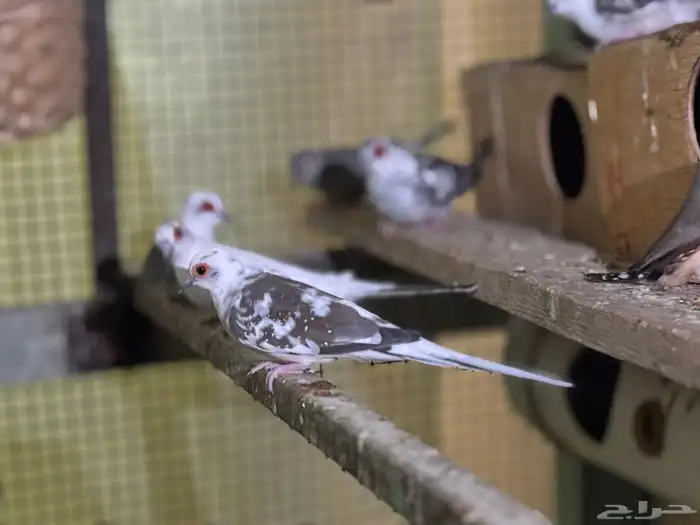 ازواج يمام ماسي منتجه 3