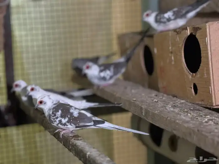 ازواج يمام ماسي منتجه 5