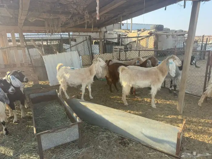 معزاء مضاريع مراح واحد 1
