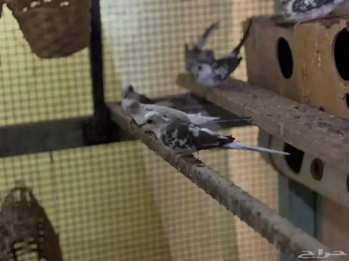 ازواج يمام ماسي منتجه 1