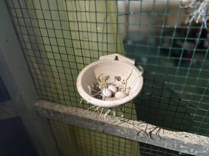 ازواج يمام ماسي منتجه 0