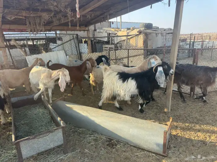 معزاء مضاريع مراح واحد 0